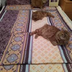 Фото отзыва